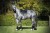 Equito Black Gold Dressage (3).jpg