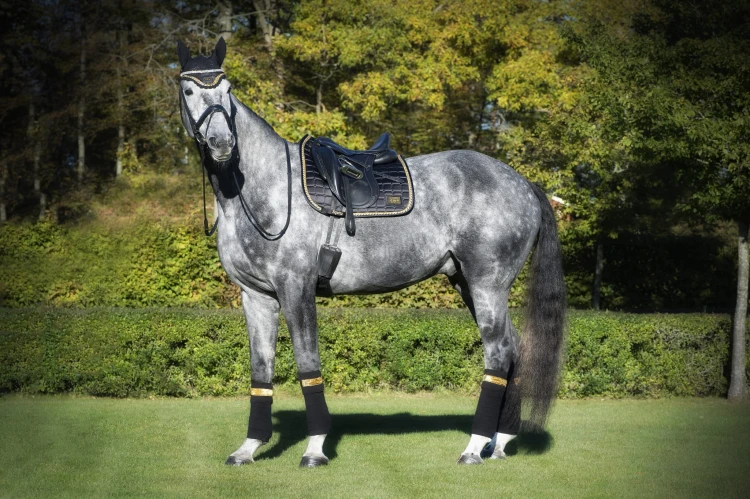Equito Black Gold Dressage (3).jpg