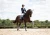 Owijki Crystal Grey Equestrian Stockholm  (3).webp