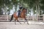 Owijki Crystal Grey Equestrian Stockholm  (4).webp