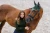 Golf Forest Green Equestrian Stockholm  (4).webp