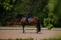 Czaprak Forest Green dressage Equestrian Stockholm  (5).webp
