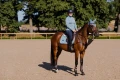 Czaprak Steel Blue  jump equestrian stockholm  (2).webp