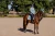 Czaprak Steel Blue  jump equestrian stockholm  (2).webp