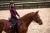 Czaprak Purple Gold equestrian Stockholm  (1).webp