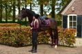 Czaprak Purple Gold equestrian Stockholm  (3).webp