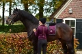 Czaprak Purple Gold equestrian Stockholm  (4).webp