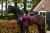 Czaprak Purple Gold equestrian Stockholm  (4).webp