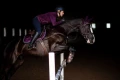 Czaprak Purple Gold jump Equestrian Stockholm  (1).webp