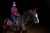 Czaprak Purple Gold jump Equestrian Stockholm  (5).webp