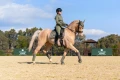 Owijki Evening Haze Equestrian STockholm  (1).webp