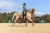 Owijki Evening Haze Equestrian STockholm  (1).webp