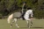 Derka treningowa Evening Haze Equestrian STockholm  (2).webp