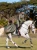 Derka treningowa Evening Haze Equestrian STockholm  (4).webp