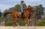 Bluza Trinity Evening Haze Equestrian Stockholm  (5).webp