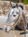 Kantar Sportive Chantelle Equestrian Stockholm  (1).webp