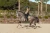 Owijki Sportive Chantelle Equestrian Stockholm  (3).webp