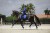czaprak Royal Blue Equito  (8).jpg