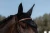 Nauszniki czarne Total Eclipse Equestrian Stockholm  (2).webp