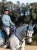Nauszniki Stone Blue Equestrian Stockholm  (1).webp