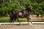 Czaprak ujeżdżeniowy Champagne Equestrian Stockholm  (2).jpg