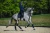 Czaprak royal classic dressage equestrian stockholm  (2).webp