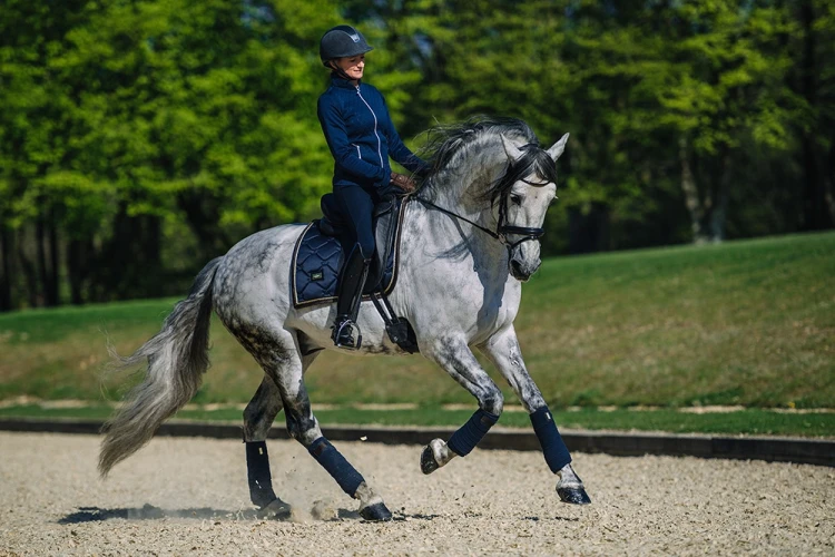 Czaprak royal classic dressage equestrian stockholm  (2).webp