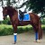 Owijki Sapphire Equestrian STockholm  (1).jpg