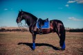 Czaprak ujeżdżeniowy Sapphire Equestrian Stockholm  (2).jpg