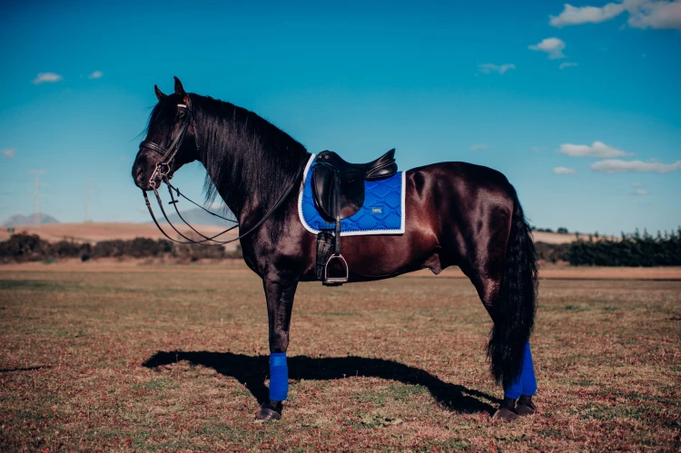 Czaprak ujeżdżeniowy Sapphire Equestrian Stockholm  (2).jpg