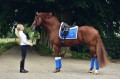 Czaprak ujeżdżeniowy Sapphire Equestrian Stockholm  (3).jpeg