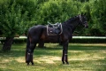 Owijki Golden Brown Equestrian Stockholm  (2).webp