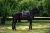 Owijki Golden Brown Equestrian Stockholm  (2).webp