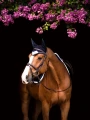 Nauszniki Midnight white edge  Equestrian STockholm  (2).webp