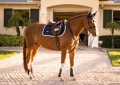 Czaprak Midnight white edge equestrian stockholm  (2).webp