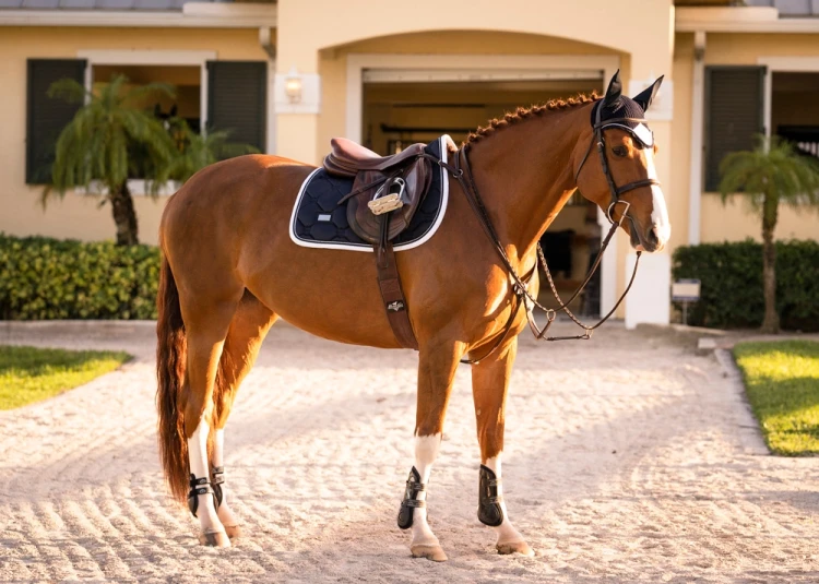 Czaprak Midnight white edge equestrian stockholm  (2).webp