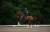 czaprak midnight white edge dressage equestrian stockholm  (2).webp