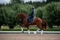 czaprak midnight white edge dressage equestrian stockholm  (3).webp