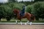 czaprak midnight white edge dressage equestrian stockholm  (3).webp