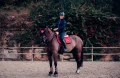 czaprak skokowy grenadine equestrian stockholm  (2).webp