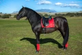 czaprak ujeżdżeniowy grenadine equestrian stockholm  (2).webp