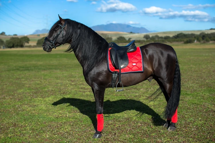 czaprak ujeżdżeniowy grenadine equestrian stockholm  (2).webp