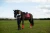 czaprak ujeżdżeniowy grenadine equestrian stockholm  (3).webp