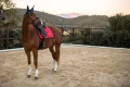czaprak ujeżdżeniowy grenadine equestrian stockholm  (4).webp