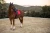 czaprak ujeżdżeniowy grenadine equestrian stockholm  (4).webp
