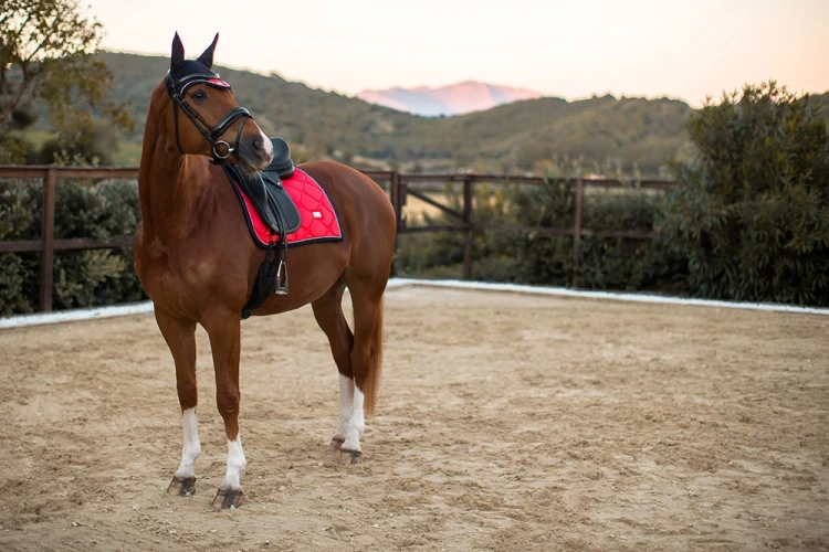 czaprak ujeżdżeniowy grenadine equestrian stockholm  (4).webp