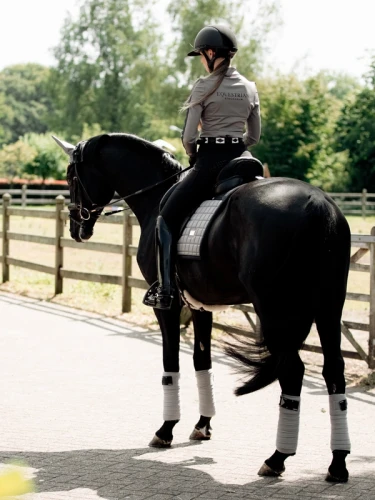 Owijki Sportive Blue Ash equestrian stockholm  (1).webp