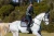 Nauszniki sportive blue ash equestrian stockholm  (3).webp