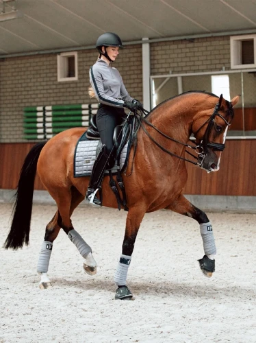 czaprak sportive blue ash dressage equestrian stockholm  (1).webp