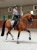czaprak sportive blue ash dressage equestrian stockholm  (1).webp